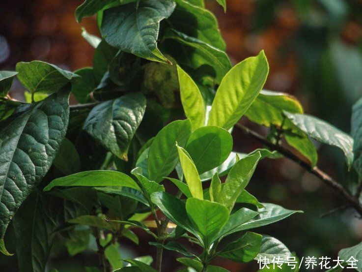 养殖|3种花明明开花很美，却不太受欢迎，到底是为啥？