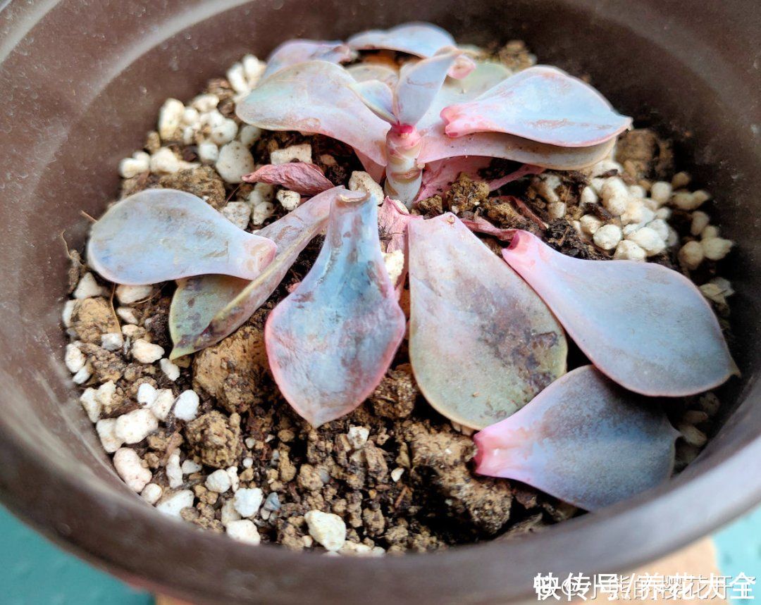 仙人球|9种花最怕下雨天，一淋雨就死，太心疼了