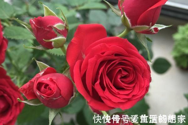 月季——永远的莫斯科,红的如此惊艳,比玫瑰都美!适合阳台养。