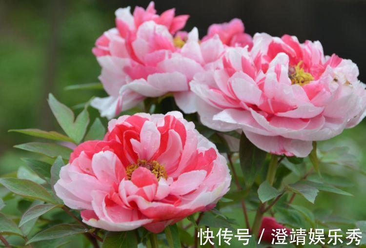 正月二十五,家里养上这4种花,开花红红火火,旺财又旺运!