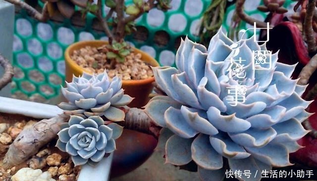 蓝色的优雅别称