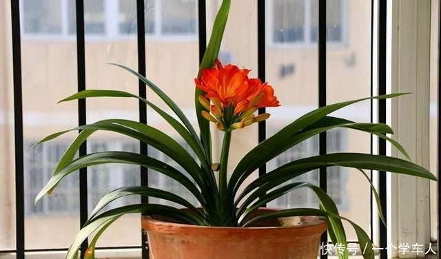 家里没阳台也能养花,这3种花不用晒太阳照常开花!