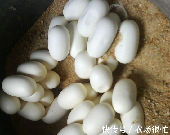 人人都说蛇是卵生 怎么这条是胎生的呢 那么它是哺乳动物吗 快资讯