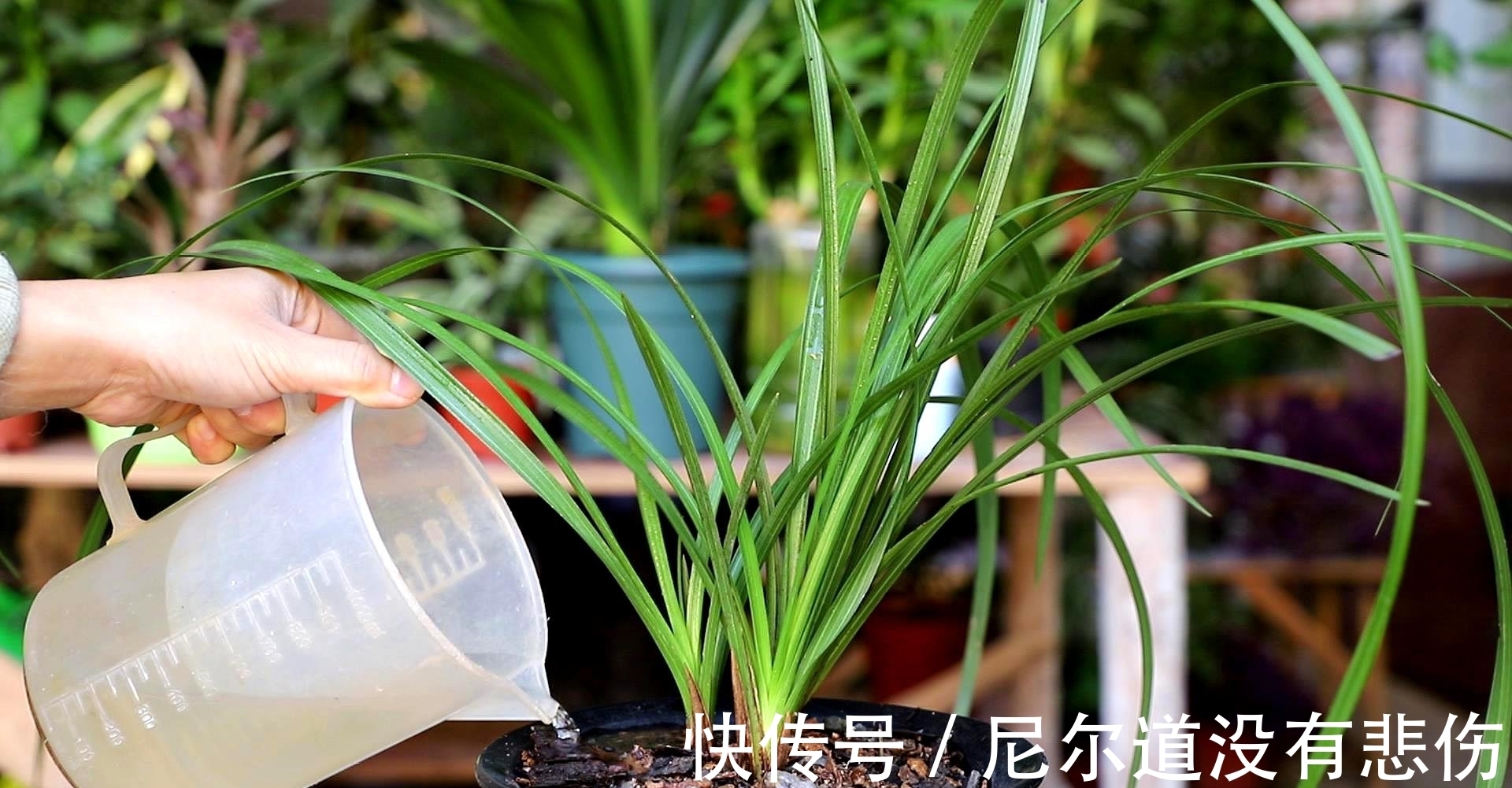 兰花瘦弱不长芽?4个细节做足,根系旺,品相好,新芽挤满盆