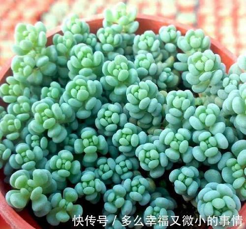颜值|4种清新喜人的多肉植物,颜值高好养护,适合女生养!