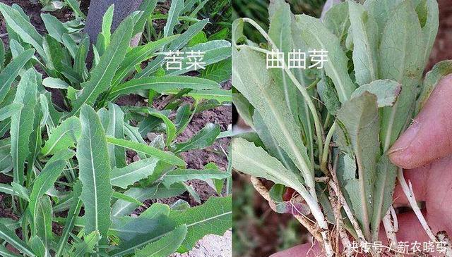 雙胞胎|農(nóng)村5對(duì)“雙胞胎野菜”,城里人傻傻分不清,第5對(duì)農(nóng)村人也搞混