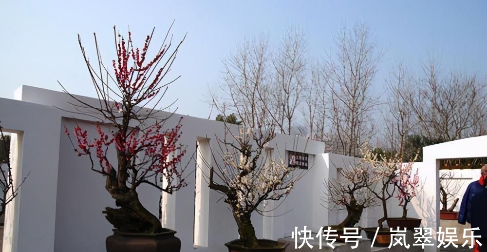梅花|苏派盆景极具名气,这6种盆景做法精妙、极具自然之感,价值高