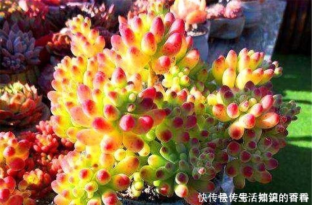 叶片|乙女心是多肉界的“奇葩”,养护方法与众不同,美起来玫瑰都失色!