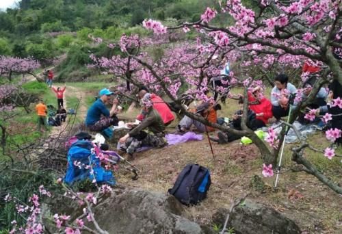 成都“神仙”赏花地：满山桃花开，树荫下吃鸡！