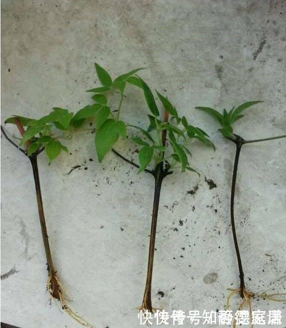 这五种花儿,一个枝条就能种,爬藤爬满墙,开花又多又漂亮