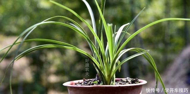 兰花浇水有多难不要再被兰谚所困，知道这两条就行了！