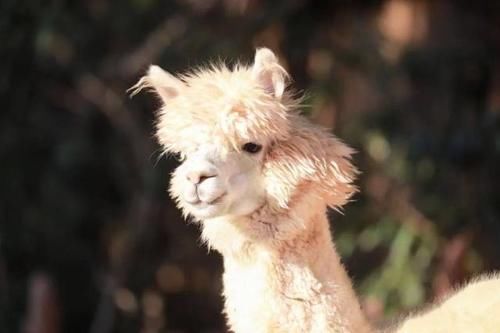 最潮流发型，你pick哪一个？