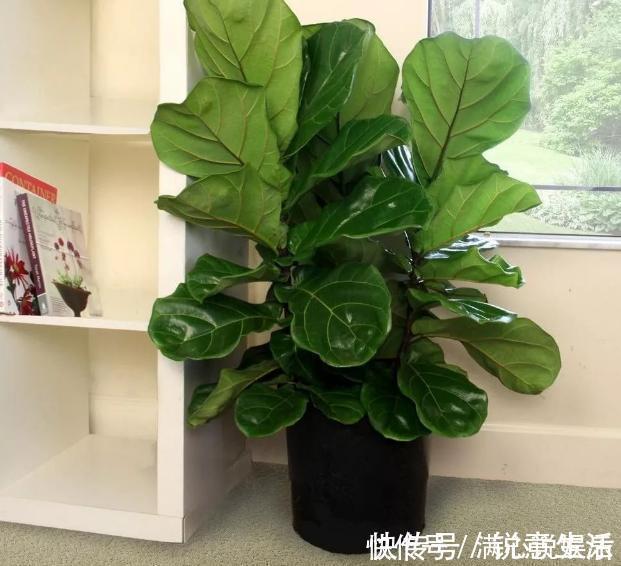 被列入黑名单的花,再便宜也不要!买花需要注意的几个情况