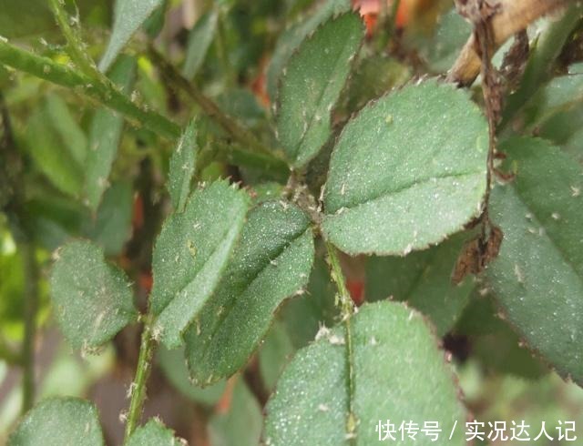 “蚜虫”铺满了月季,拿什么消灭教你4个小方法,很快就消灭光!