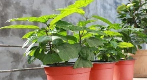 养花|养花2种扦插方法,掌握“关键点”,扦插不再难,扦插一棵活一棵