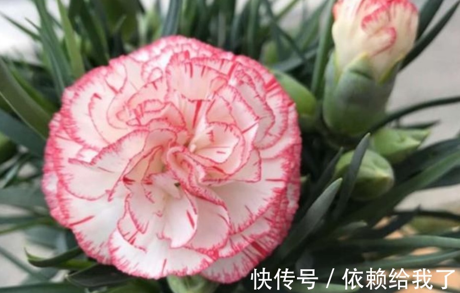 家里养上“4种花”,直接变成小花园,开花一茬茬,太漂亮!