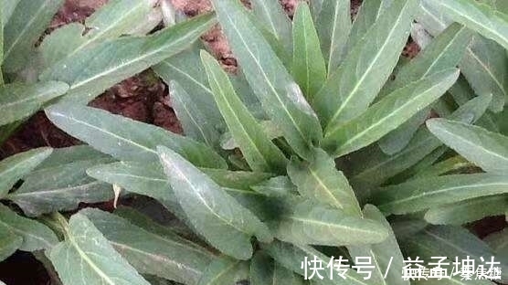 皇帝|这种野草皇帝都吃过,若见到不要再当普通杂草,它的作用可大了