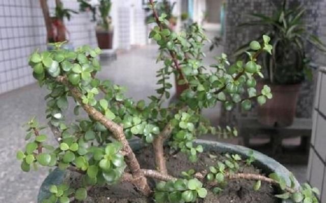 这种“小绿树”,最适合盘老桩,仅需1根枝条插进土中,1年成盆景