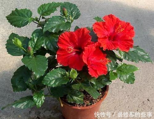 美极了|家里有个小阳台,夏天种上6种花,开成花海美极了