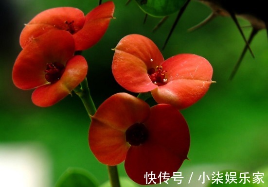 沙漠玫瑰沙漠玫瑰|居家养花,此几款夏季必养花,超级好养,分分钟养爆盆,花开绚丽
