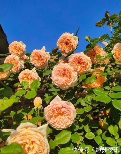 花期|“最累”的8种花,花开连续几个月,一次开花几百朵!