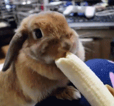 |搞笑动图:这狗牵出去一定霸气!