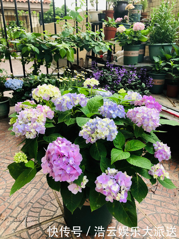 盆栽|花期最长的绣球花,春天开到秋天,好看又好养,阳台盆栽也可以