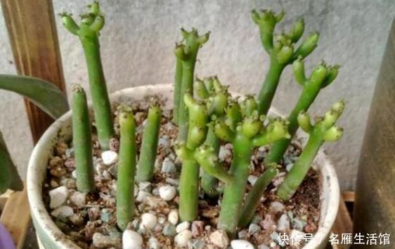 轻松|室内盆栽光棍树如何养好?掌握4点需求,轻松蔓延出一大片