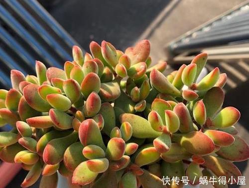 症状|多肉出现5个症状,说明根系出问题,需及时换盆!