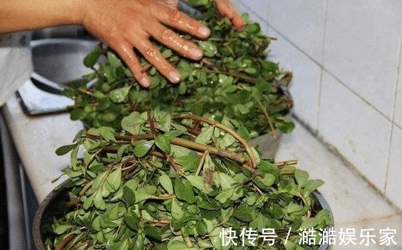 马齿苋|经常用马齿苋煮水喝，不出半个月，4件好事或许会不请自来