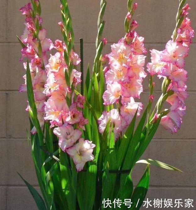 几种花卉养在家里，净化空气还招财，寓意超好的