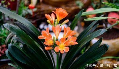 秋天|秋天养君子兰,牢记3多1少,60天冒出长剑叶,入冬花朵鲜艳