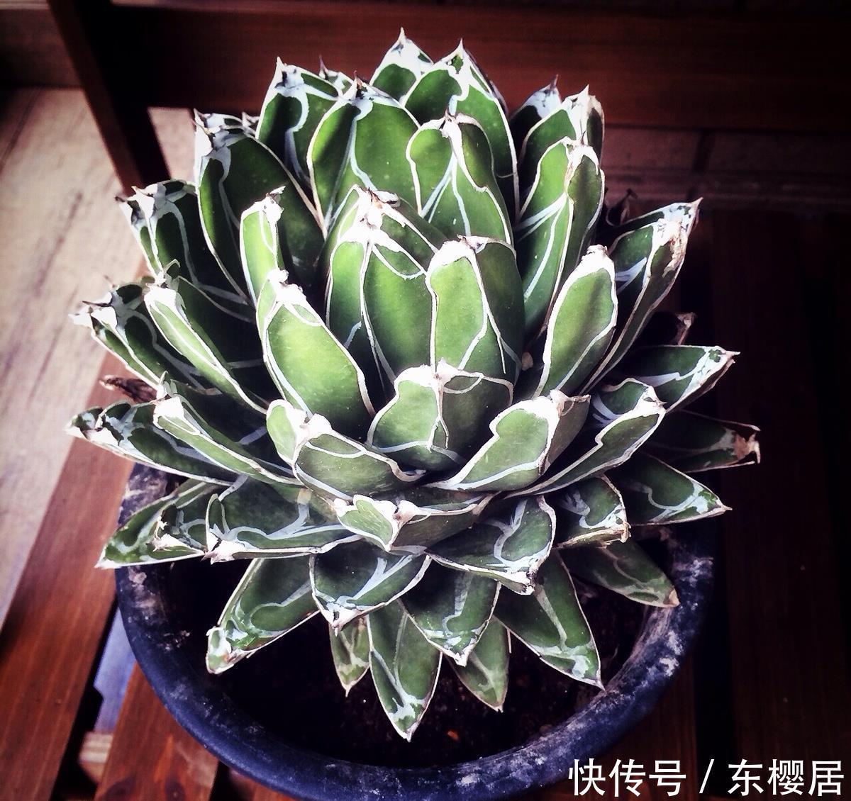 一种漂亮的盆栽,不怕寒冷,颜值高,繁殖快,很好养