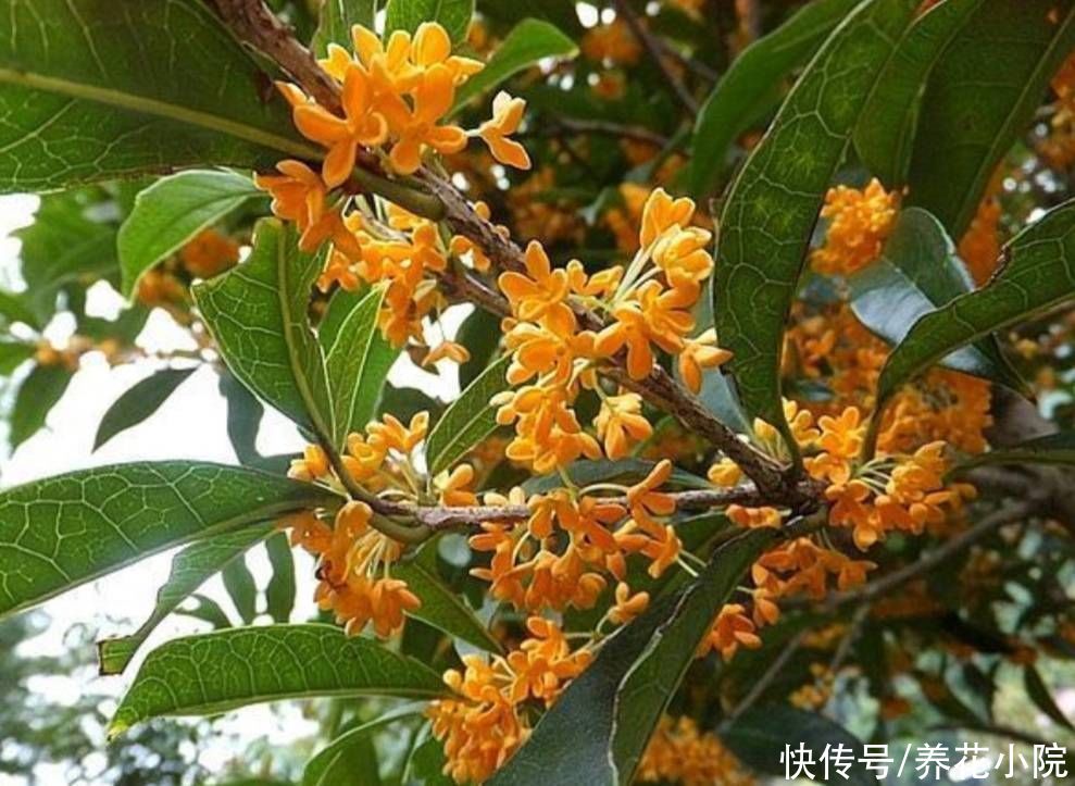 秋天|天气转凉,入手5种花,养一段时间就能长满花苞
