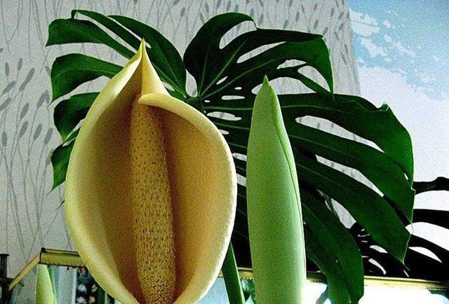 盆栽龟背竹也能开花结果,花期也较长,但开一次花不容易