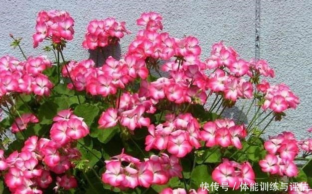 盆栽天竺葵,花苞越来越少教你一个小技巧,长满“大花包”!