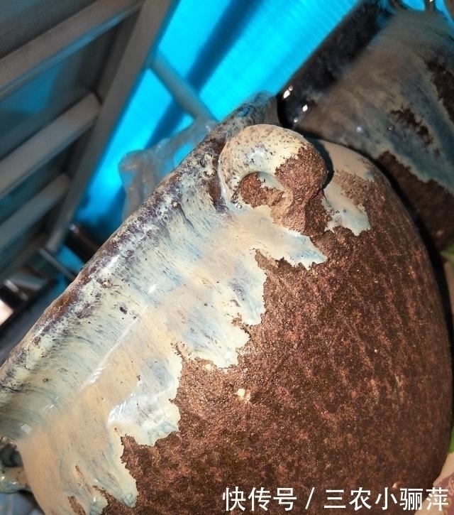 家中的花盆你选对了吗 每一种花盆都适合养什么, 千万不要乱用