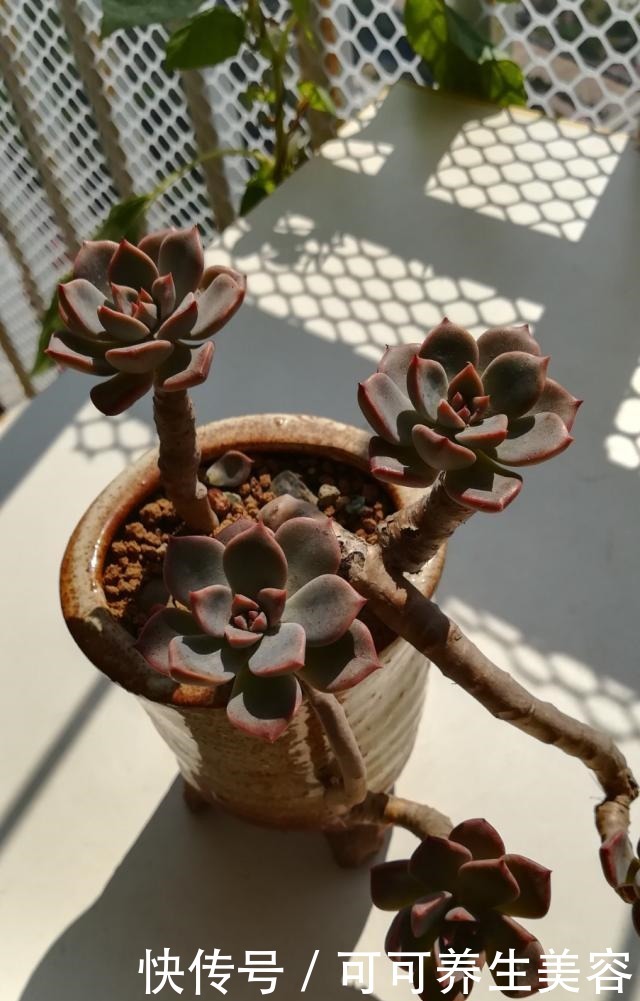 种植一年的“老桩”姬胧月,秋季惊人变化!