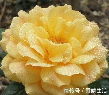 月季|此花是中国传统名花,颜值不输牡丹月季,是家庭盆栽佳品!