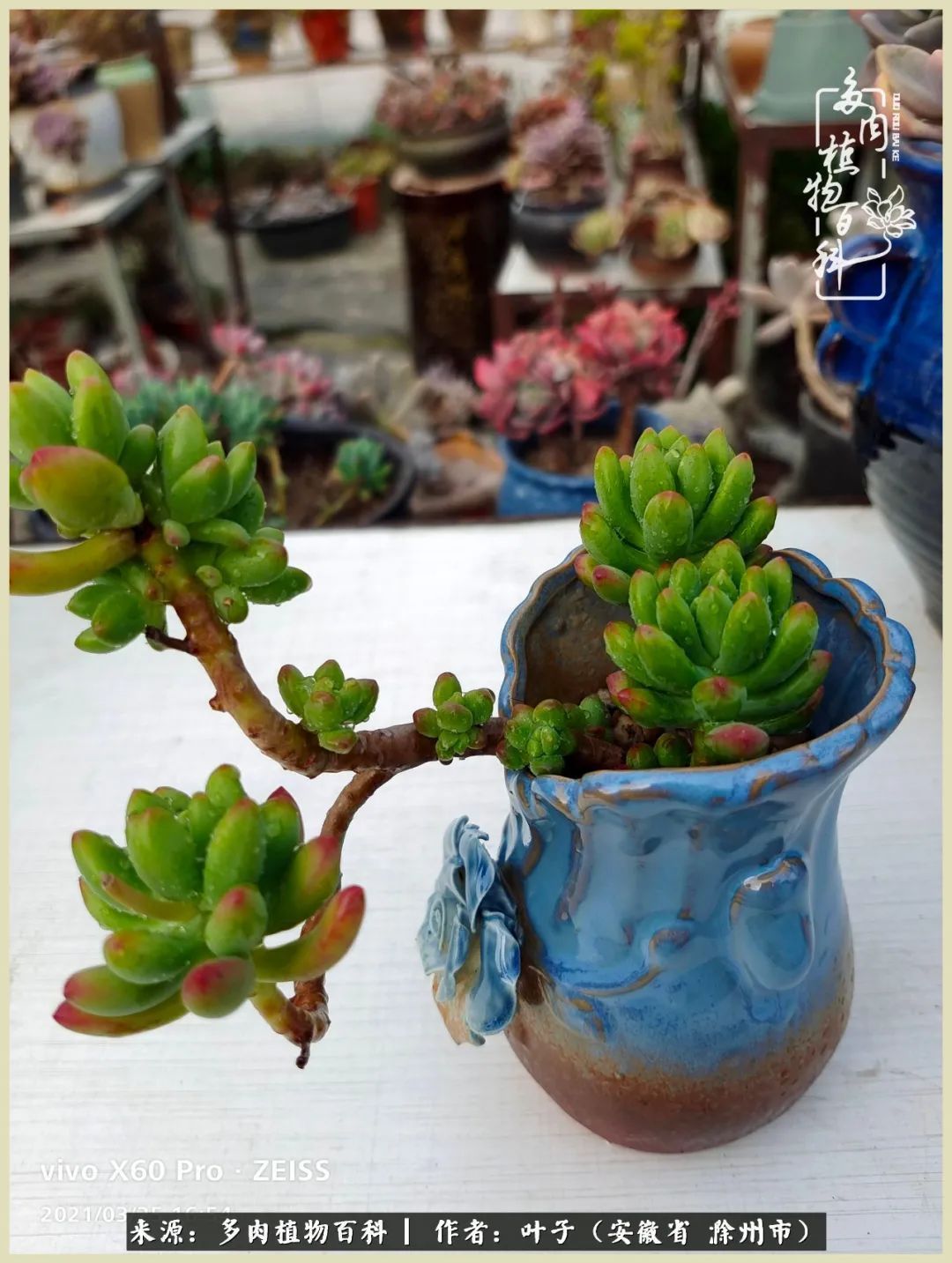 多肉相伴的美好时光，对多肉已是痴迷入骨！
