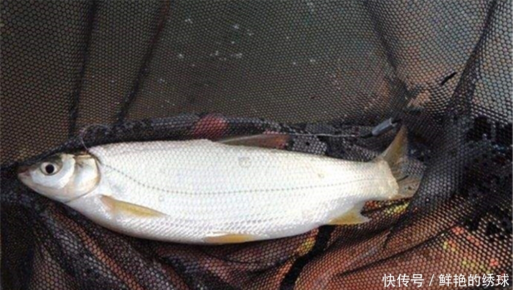 黄尾鲴|手竿钓黄尾鲴,可以用这些调漂方法,正口多锚鱼少!