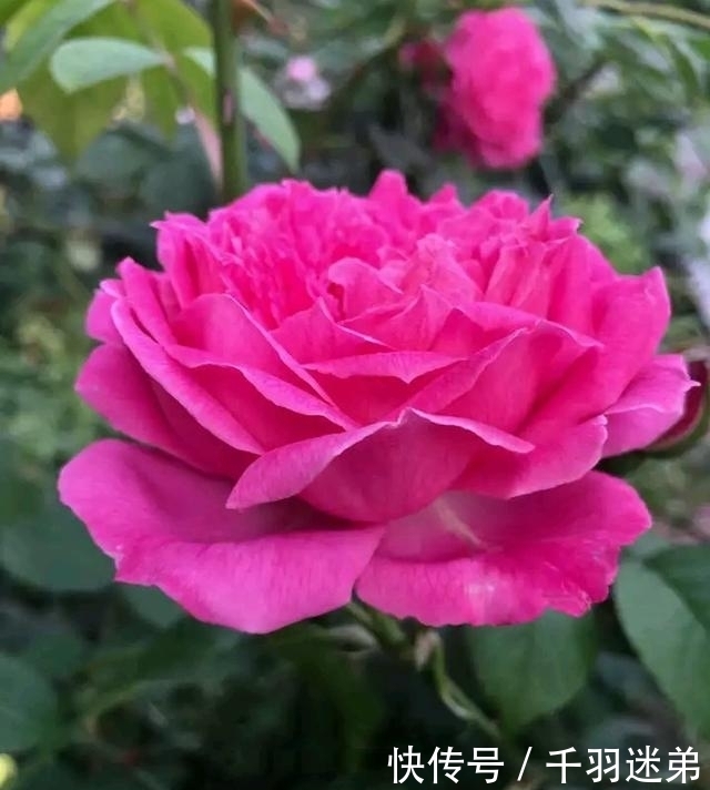 关键|婆婆养月季只选一种，好养抗性强，关键“爱”开花，比养欧月实在