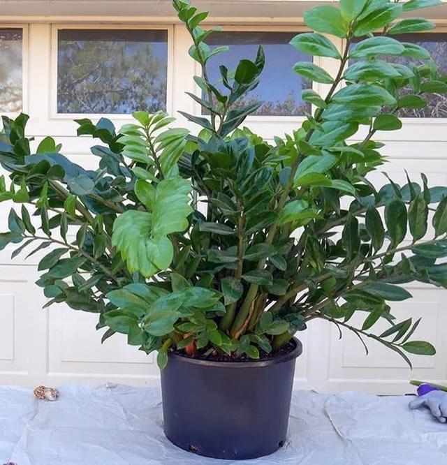 客厅太“阴暗”,就养“3种树”,不仅能“镇宅”,还能吸甲醛