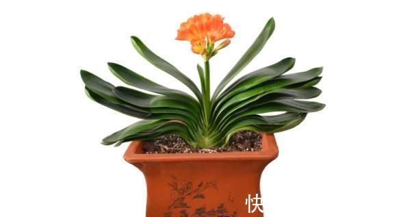 水培|君子兰不开花还总是烂根教你一招，君子兰从此长不停