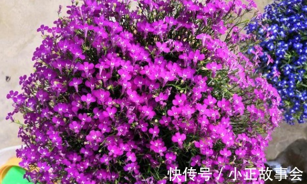 春天就养5种花,好养易爆盆,花色妖艳,满屋飘香,谁养谁喜欢