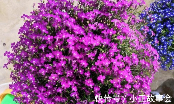 荷花|春天就养5种花，好养易爆盆，花色妖艳，满屋飘香，谁养谁喜欢