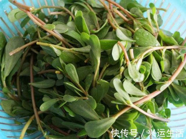 马齿苋|一旦查出糖尿病，再没钱也要多吃4物，血糖平稳，或比胰岛素强