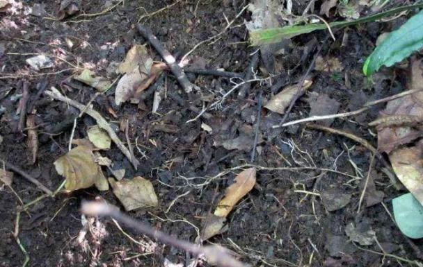 介质|居家盆栽想将旧土转化为新土掺杂进它们，变废为宝！