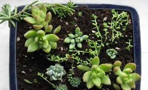 养花|除了花盆之外，这些东西也是绝佳的养花神器，你用过吗？