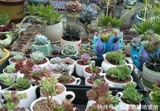 肉友|养多肉用多大盆的合适?难怪我家多肉总不爆盆